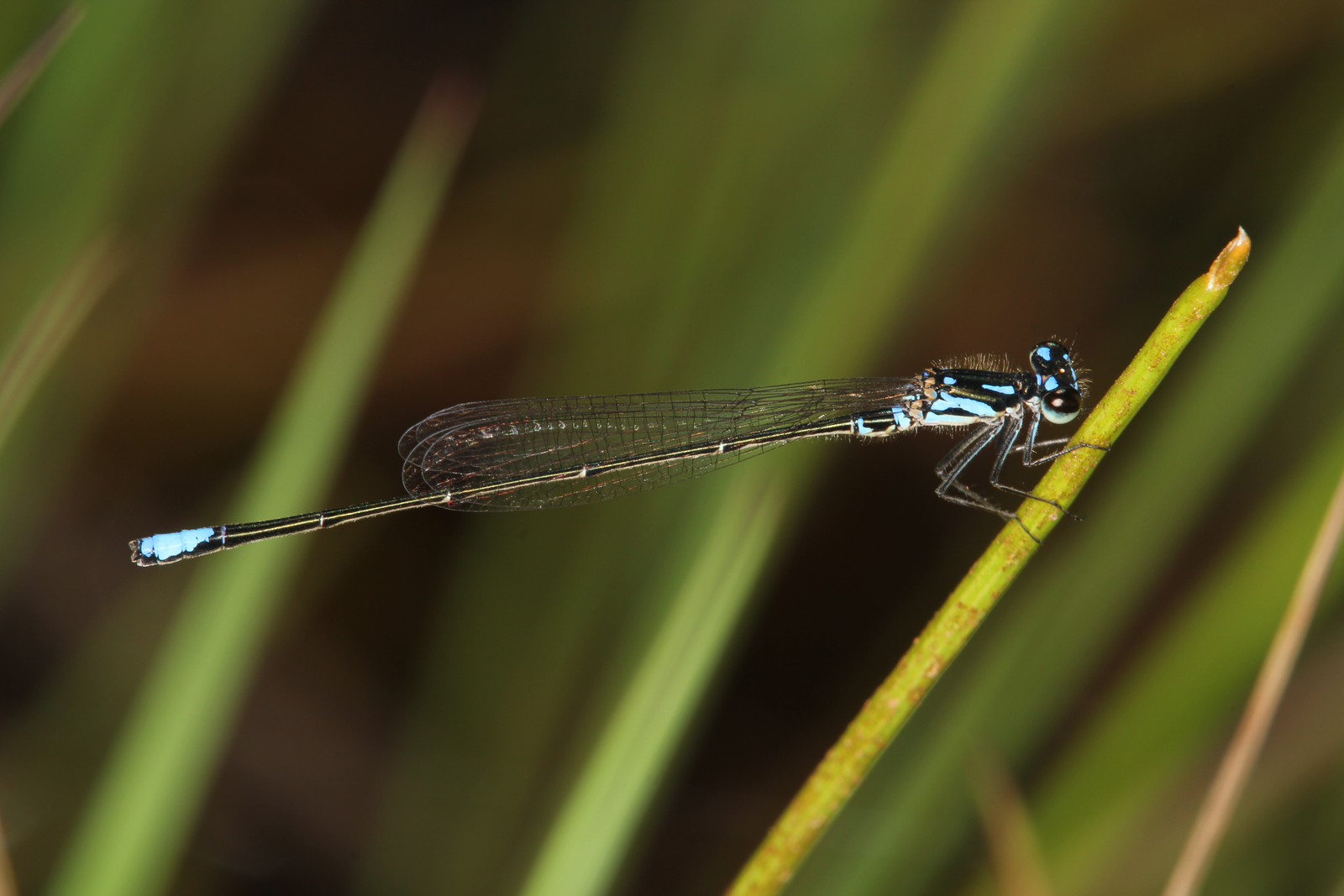 Cyanallagma angelae
