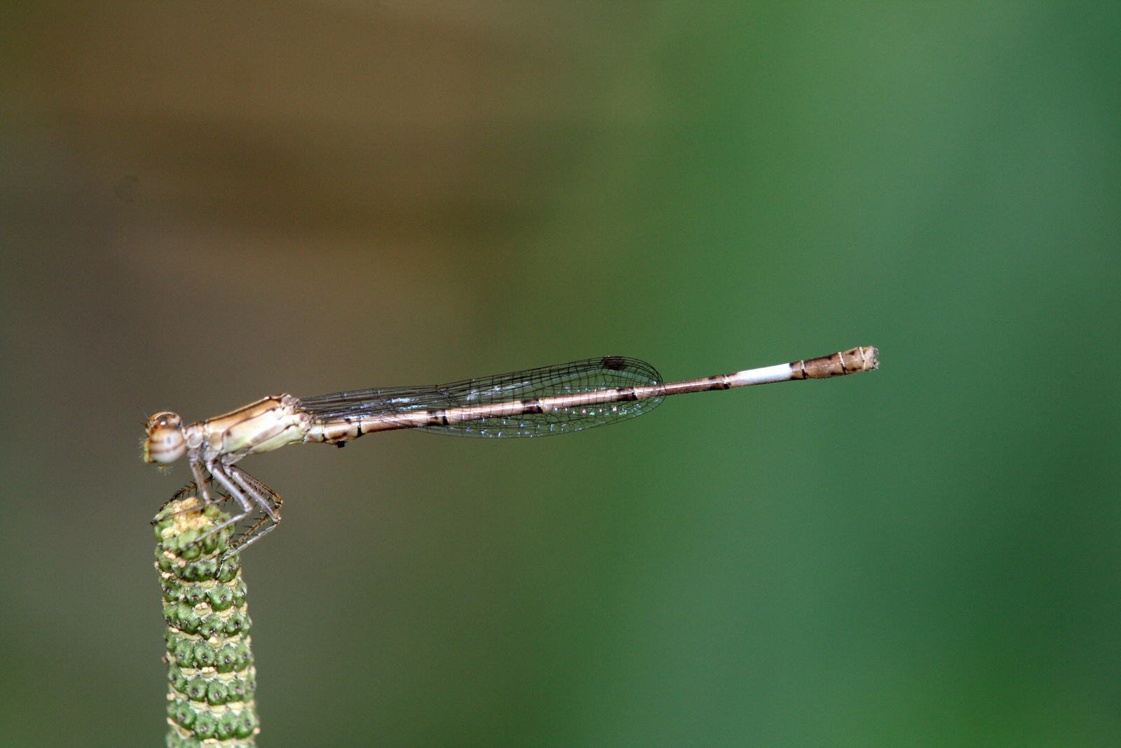 Angelagrion fredericoi